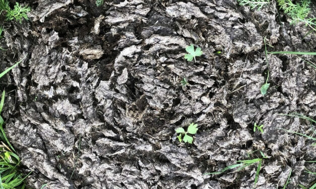 Récolte de la bouse de vache (nécessaire pour mes monochromes)