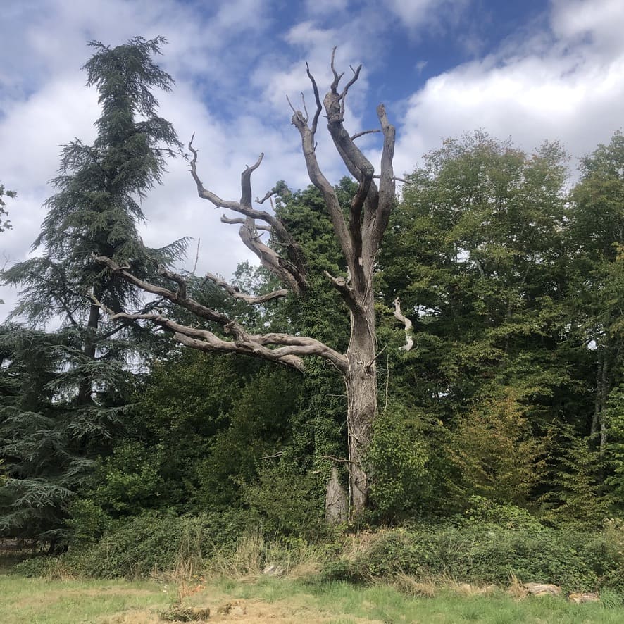 L’Arbre de La Gendronnière