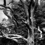 Mon Heimat chez les Grecs (2: L’Arbre)