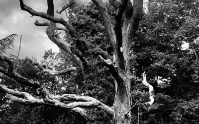 Mon Heimat chez les Grecs (2: L’Arbre)