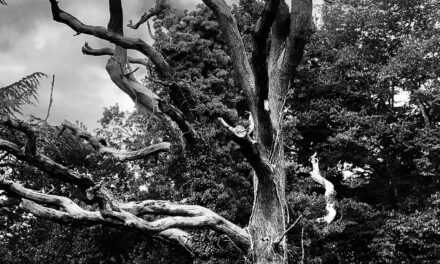 Mon Heimat chez les Grecs (2: L’Arbre)