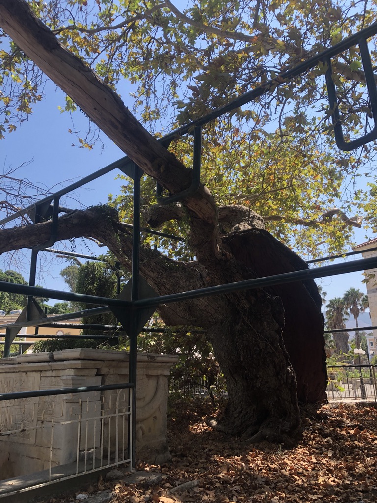 L’Arbre d’Hippocrate sur l’île grecque de Kos